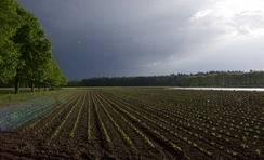 Eindelijk regen voor de borage! Foto: Marc Mulders