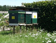 De bijen worden verzorgd door de odin imker Jos Willemse