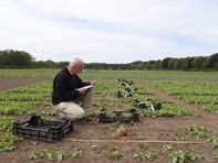 2015 rasvergelijking zaadvaste radijs(project Divers en Dichtbij)