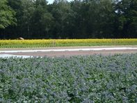 2015 borage opde voorgrond en pastinaken op de achtergrond