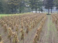 2015 sperziebonen hangen te drogen voor het dorsen