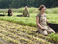 oogst van winterpostelein met zaad