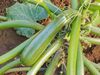 Courgette Zuboda