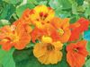 Oostindische Kers