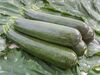 Courgette Serafina