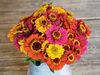 Zinnia violacea