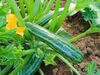 Courgette Cocozelle von Tropolis