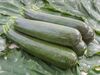 Courgette "Serafina"